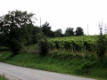 IMG_645014.jpg
