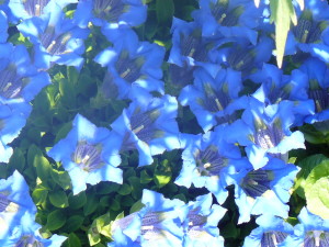 zima v januarju 2015