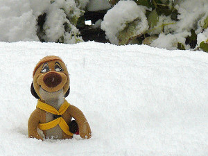 ...v snegu na Kilimandžaru...